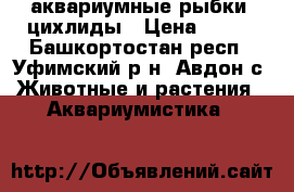 аквариумные рыбки  цихлиды › Цена ­ 400 - Башкортостан респ., Уфимский р-н, Авдон с. Животные и растения » Аквариумистика   